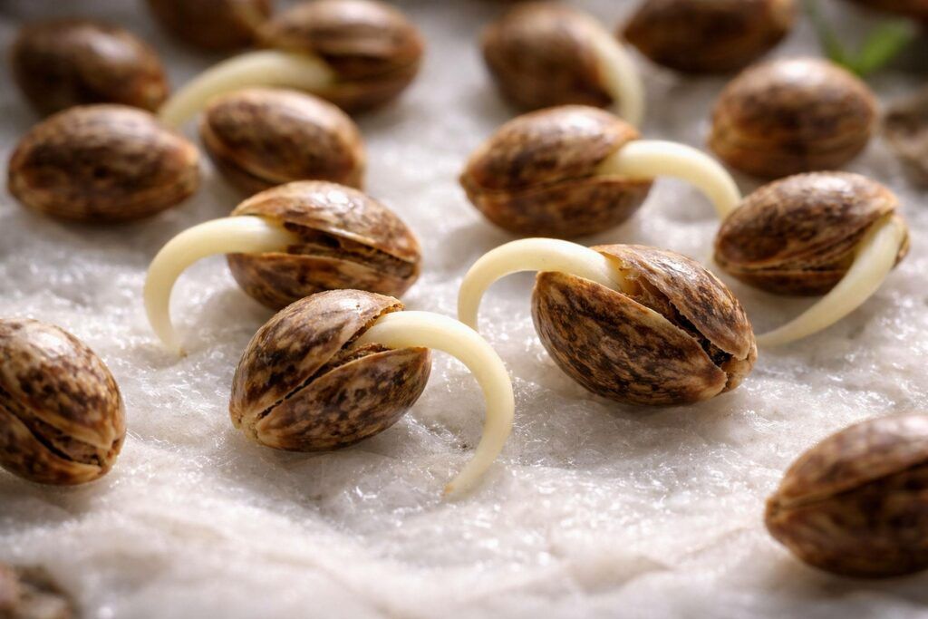 świeżość nasion konopi na thc-thc.pl