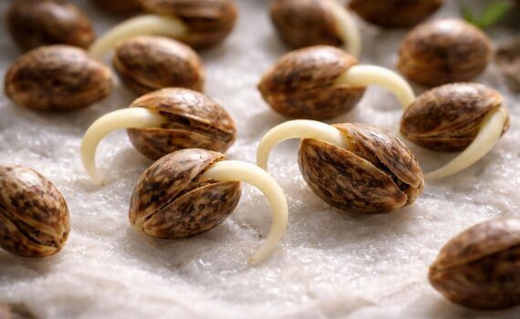 Dlaczego na thc thc pl znajdziesz wylacznie swieze nasiona marihuany